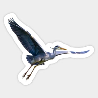 Grey Heron in flight Sticker